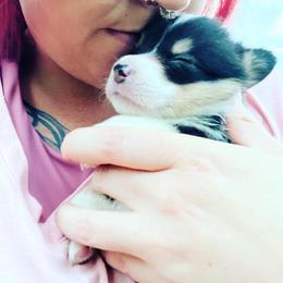 American Corgi, Cardigan Welsh Corgi, and Pembroke Welsh Corgi Puppies from Enok Corgis