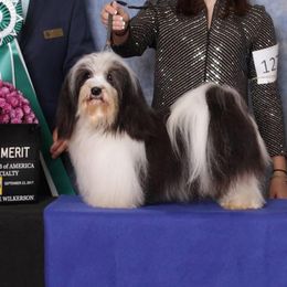 Pancake - Havanese