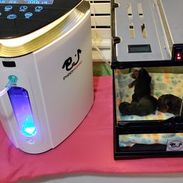 Yorkshire Terrier Puppies from Twilights Yorkies FL