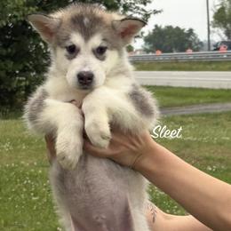 Sleet - Gray and white male Alaskan Malamute puppy in Easton, Maryland from Stars Howl-O Kennels by FurEver Friends Inc