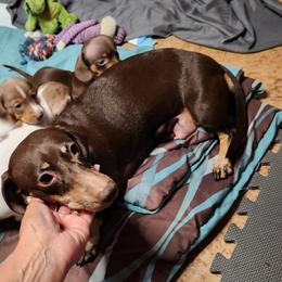 Baby - Dachshund