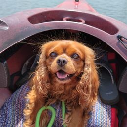 Cavalier King Charles Spaniels from Pleasant Valley Cavaliers
