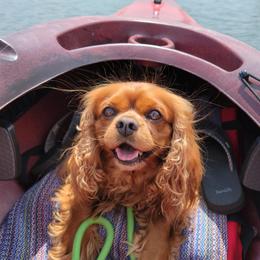 Cavalier King Charles Spaniels from Pleasant Valley Cavaliers