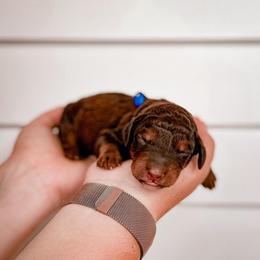 Boots - Chocolate male Labradoodle puppy in Elizabeth City, North Carolina from Howdy Doodles