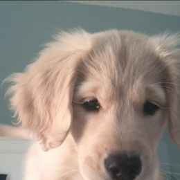 Golden Retriever and Labrador Retriever Puppies from Bear Pond Retrievers
