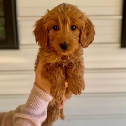 Gelato - Red  female Goldendoodle puppy in Kenansville, North Carolina from J+A Family Doodles
