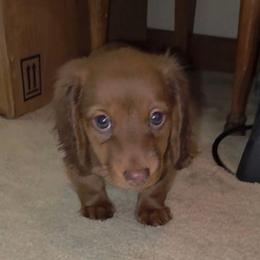 Cooper - Red male Dachshund puppy in Henderson, Tennessee from ELLIES DARLIN DOXIES
