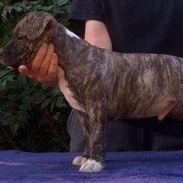 American Staffordshire Terrier Puppies from GrinNation Noble Am Staffs