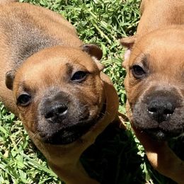 Staffordshire Bull Terriers from Kari's Staffys