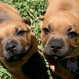 Staffordshire Bull Terriers from Kari's Staffys