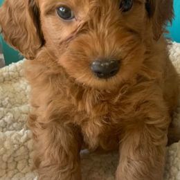 Goldendoodles from Howling Goat Farms and Doodles