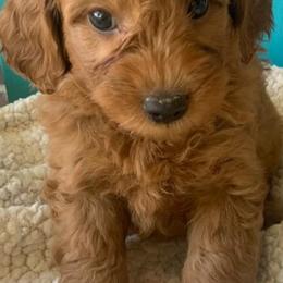 Goldendoodles from Howling Goat Farms and Doodles
