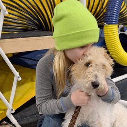Wire Fox Terriers from Missouri Meadows Farm