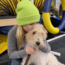 Wire Fox Terriers from Missouri Meadows Farm