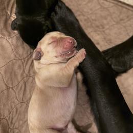 Boy 3 - Yellow male Labrador Retriever puppy in Zeeland, Michigan from Ace Labradors