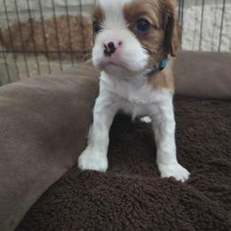 Teal girl - Blenheim female Cavalier King Charles Spaniel puppy in Wimberley, Texas from Amazing AKC Puppies