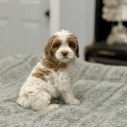 Lord - Caramel male Australian Labradoodle puppy in Calhoun, Louisiana from Arrowhead Australian Labradoodles