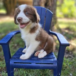 Karakachan puppies from Peppermint Rose Ranch