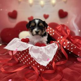 Biewer Terrier and Yorkshire Terrier Puppies from Judy McCallum
