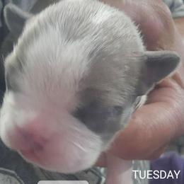 Girl 1. (1st born) - Blue female Boston Terrier puppy in Versailles, Indiana from Benhams Bostons