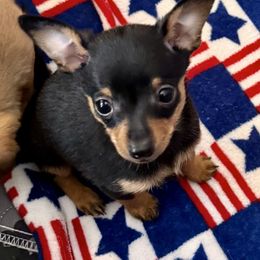 North Star Gems Bo-jangles - Black and tan male Prague Ratter puppy in Seward, Alaska from North Star Gem’s Prague Ratters