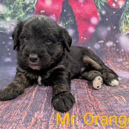 Mr Orange - Black male Labradoodle puppy in Lebanon, Pennsylvania from Robertson's Retrievers and Doodles