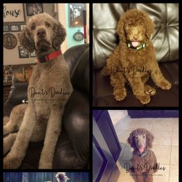 Goldendoodle, Labradoodle, Poodle, and Saint Berdoodle Puppies from Dent’s Doodles