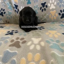 Boy 1 - Black male Labrador Retriever puppy in Palmdale, California from Sweet As Sugar Labradors