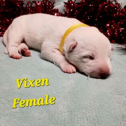 Vixen (Yellow) - White female German Shepherd puppy in Bedias, Texas from TiPi S Ranch's German Shepherds