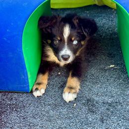 Tri female - Black tri female Miniature Australian Shepherd puppy in Lemon Cove, California from Magic Ranch Mini Aussies