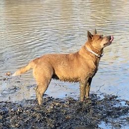Cheyenne  - Australian Cattle Dog