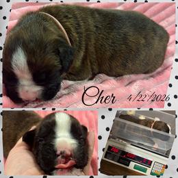 Cher - Brindle female Boxer puppy in Nw Oregon, Oregon from Vincent's Pride Boxers ~ Dudley's Dream Boxers