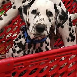 Dalmatian Puppies from Hollytree Dalmatians