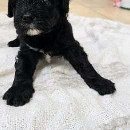 Miniature Schnauzer Puppies from Allen Fam Mini Schnauzers