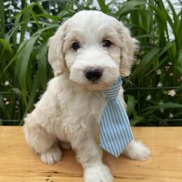 El Camino - Cream male Double Doodle puppy in Harrisonville, Missouri from Blessed Day Doodles