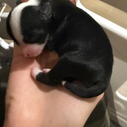 Cupid - Black and white male Chinese Crested puppy in Dublin, California from Show Style Chinese Cresteds