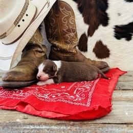 'Fergus' - Red tri-color male Australian Shepherd puppy in Durand, Wisconsin from Larson’s Legacy Aussome Aussie Kennels