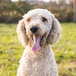 Aussiedoodles, Australian Shepherds, Miniature Australian Shepherds, and Poodles from Albright Hobby Farm