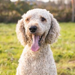 Aussiedoodles, Australian Shepherds, Miniature Australian Shepherds, and Poodles from Albright Hobby Farm