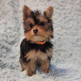 Orange collar boy - Black and tan male Yorkshire Terrier puppy in Jacksonville, Florida from Yorkieology