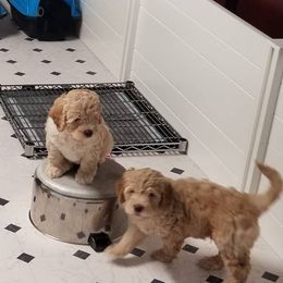 Australian Labradoodle Puppies from Deer Pines Labradoodles, LLC