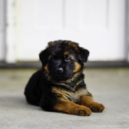 German Shepherd Puppies from 501 Shepherds