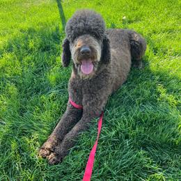 Gusteau - Poodle