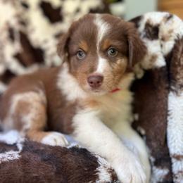 Cotton Candy - Red merle male Australian Shepherd puppy in Wayne, West Virginia from Creek Side Aussies & Doodles