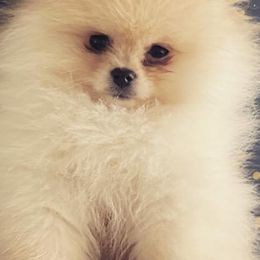 Pomeranians from Jayohh Poms