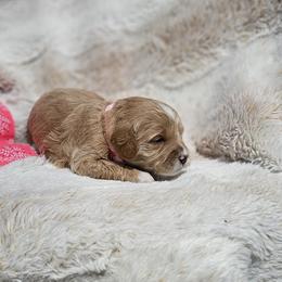 Pink Collar Hazelnut - Apricot female Goldendoodle puppy in Bonham, Texas from Happy Valley Puppies