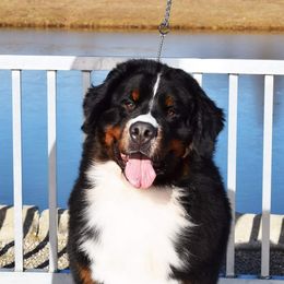Ikon - Bernese Mountain Dog