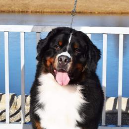 Ikon - Bernese Mountain Dog