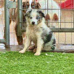 Blue female 3 - Blue merle female Miniature Australian Shepherd puppy in Lemon Cove, California from Magic Ranch Mini Aussies