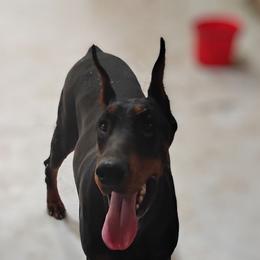 Nola - Doberman Pinscher